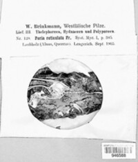 Ceriporia reticulata image